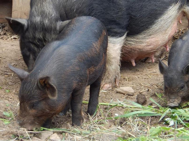 Кармалы – порода свиней и особенности разведения