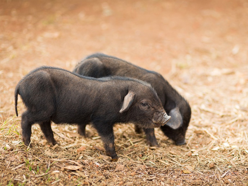Кармалы – порода свиней, характеристика и особенности