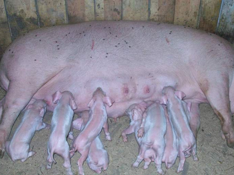 Ландрас – порода свиней. Характеристика и разведение поросят
