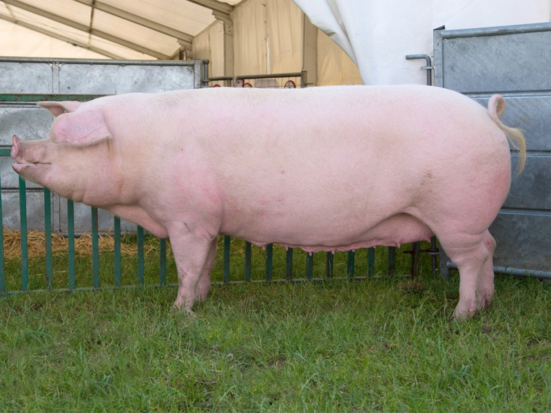 Ландрас – порода свиней. Характеристика и описание породы