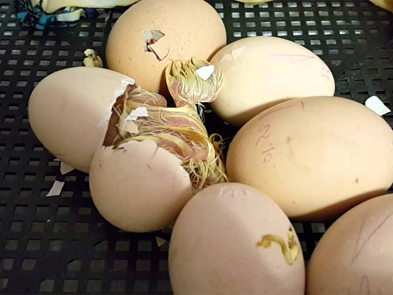 Овоскопирование куриных яиц перед вылеплением