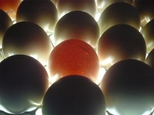 Овоскопирование куриных яиц и принцип действия овоскопа