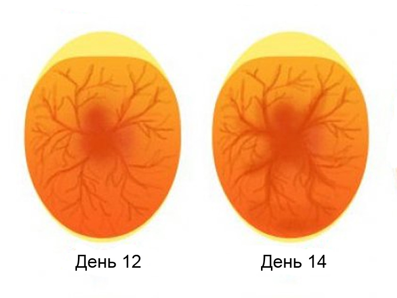 Овоскопирование утиных яиц на 12-14 день формирования эмбриона