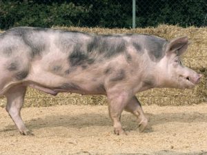Порода свиней Пьетрен и их характеристика