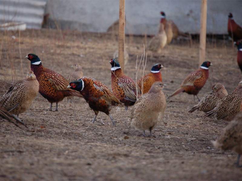 Породы фазанов с фото и описанием: какие бывают