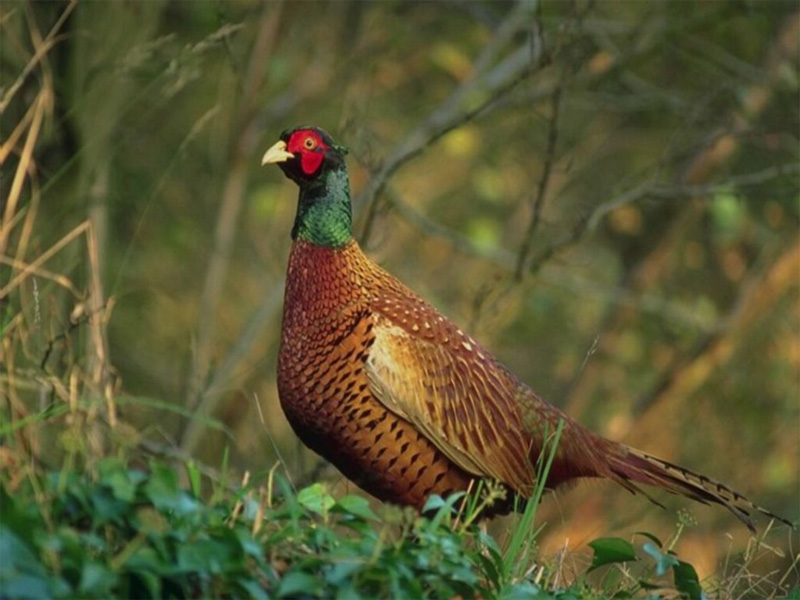 Породы фазанов с фото и описанием: самые большие птицы