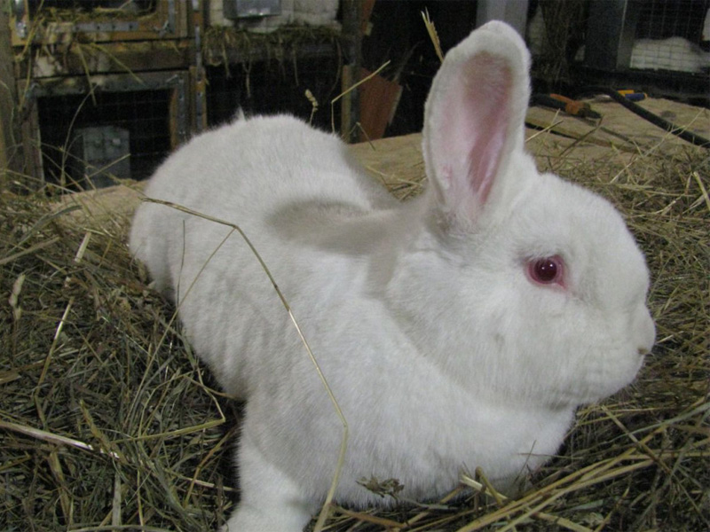 Породы кроликов белой расцветки