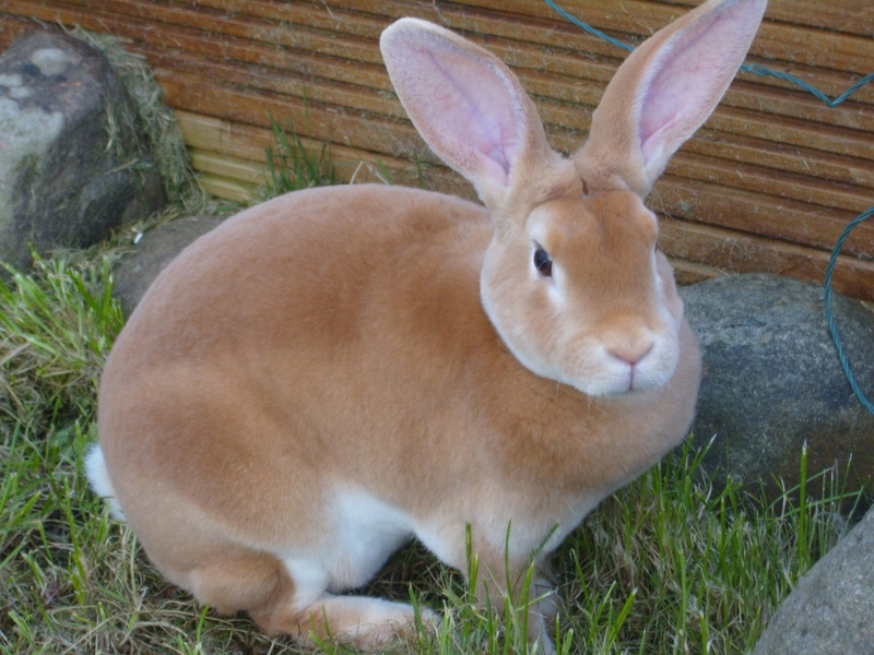 Породы кроликов типа Рекс
