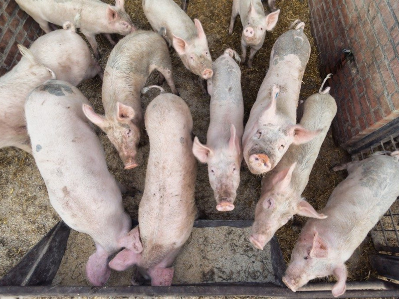 Выгодно ли держать свиней на продажу мяса и разновидности пород
