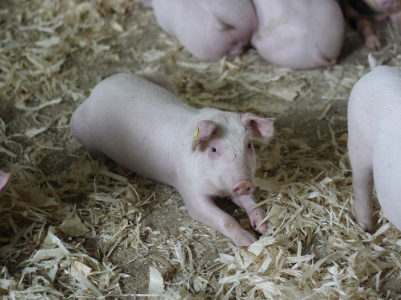 Выгодно ли держать свиней на продажу мяса и как выбрать поросенка