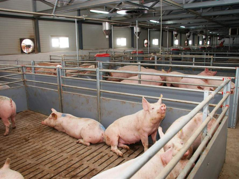 Выгодно ли держать свиней на продажу мяса как бизнес