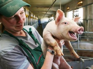 Выращивание свиней в домашних условиях, как бизнес и как развиться