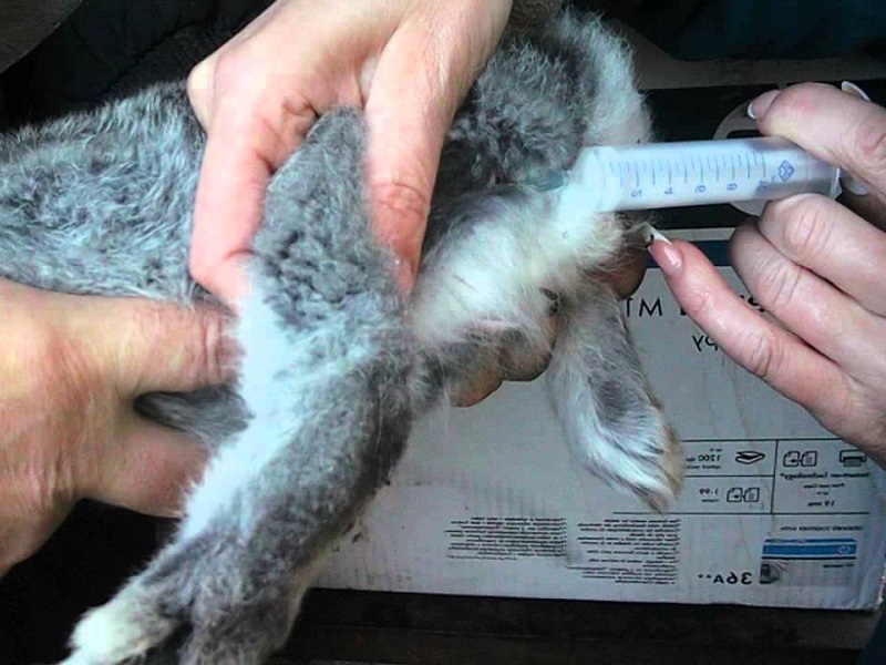 Как сделать прививку кролику