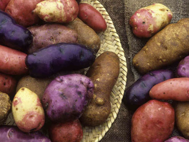 Популярные ранние сорта картофеля