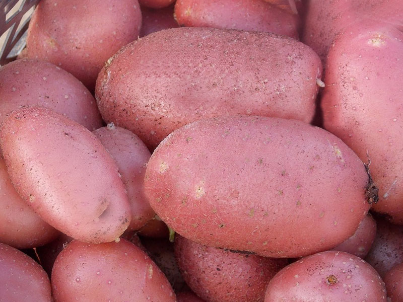Раннеспелые сорта картофеля