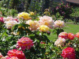 Чем подкормить розы в июне для пышного цветения