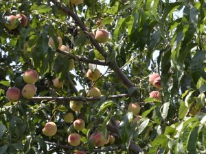 Почему у яблони скручиваются листья