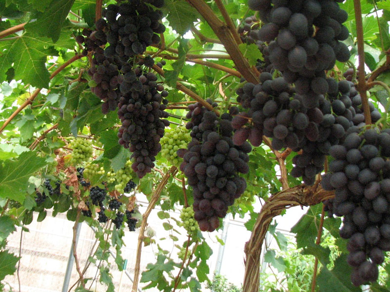 Зачем проводить летнюю обрезку винограда