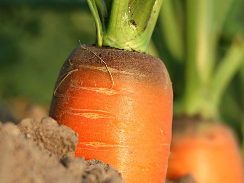 Чем удобрять морковь в июне