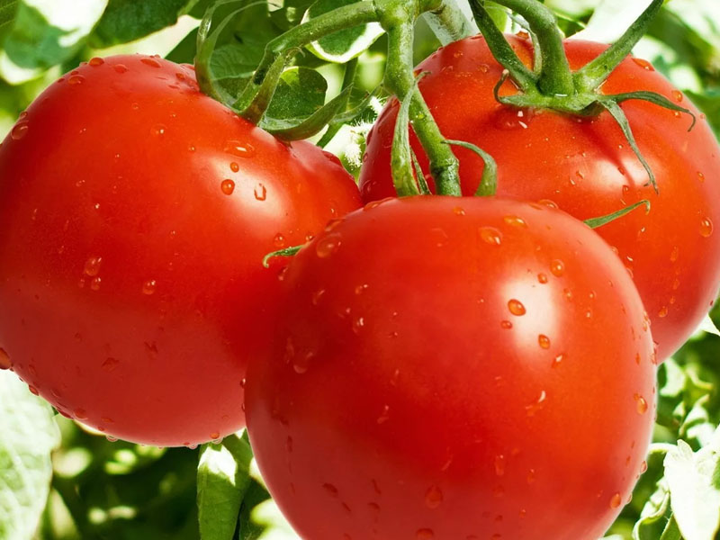 Почему помидоры полезны