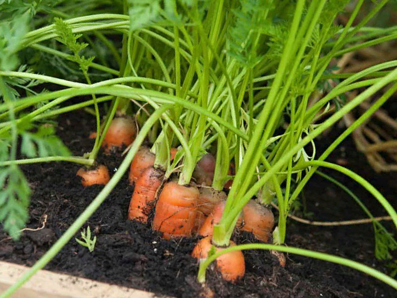 Правила ухода за морковью