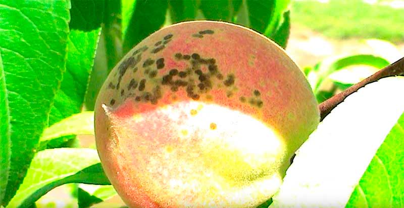 последствия персиковой плодоножки