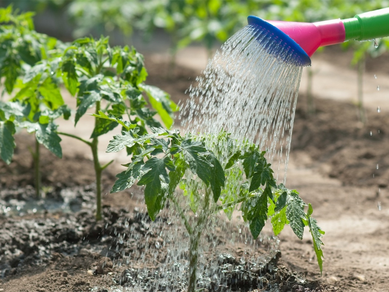 Фитоспорин: инструкция по применению для удобрения томатов