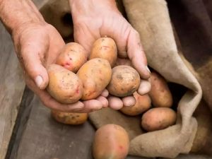 Как сохранить картофель
