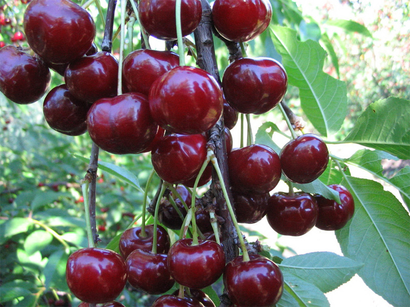 Популярные сорта вишни для средней полосы России и особенности ягоды