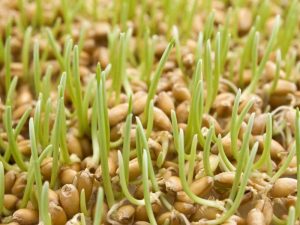 проращивание пшеницы