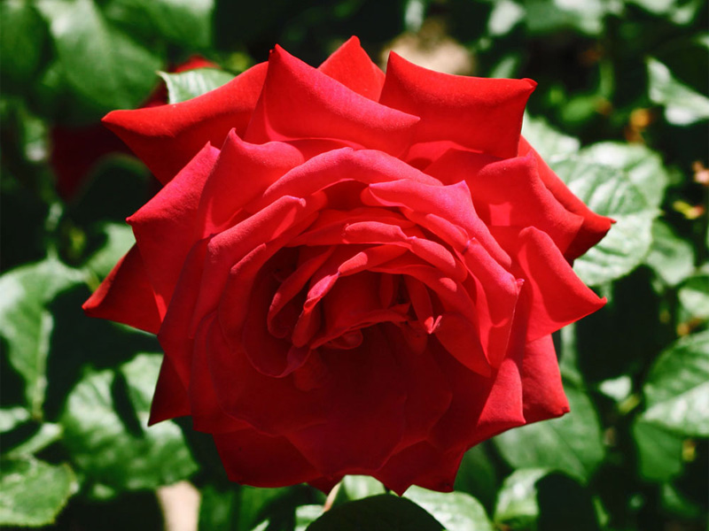 Роза чайно-гибридная: сорта и описание розы Red queen
