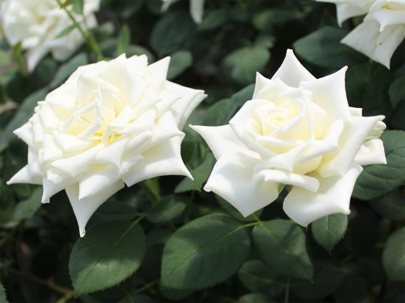 Роза чайно-гибридная: сорта и описание розы Полярштерн