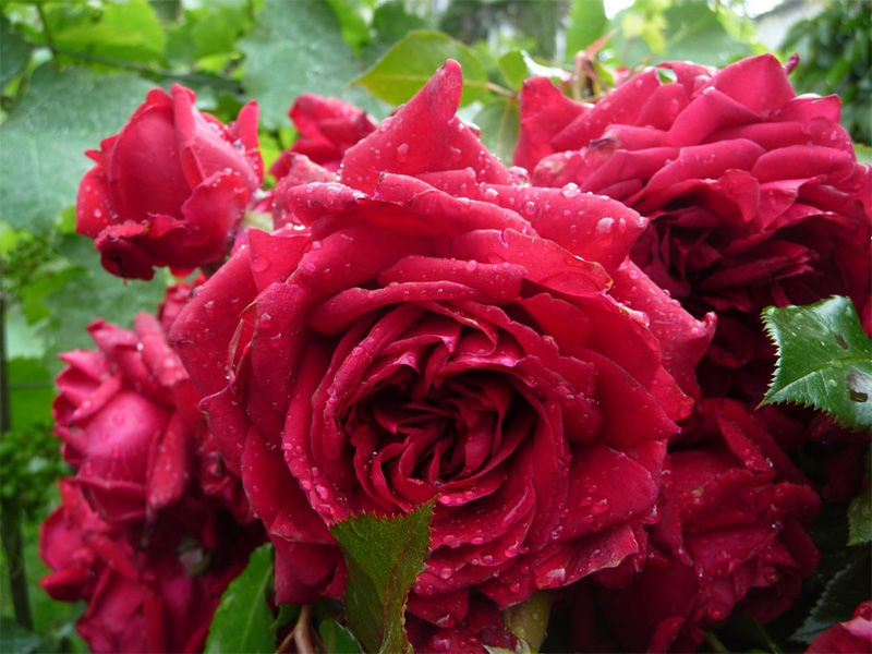 Роза чайно-гибридная: сорта и описание розы Марсельеза