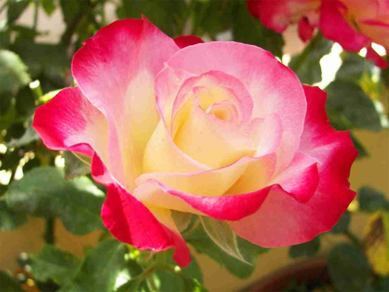 Роза чайно-гибридная: сорта и описание розы Боб хоуп