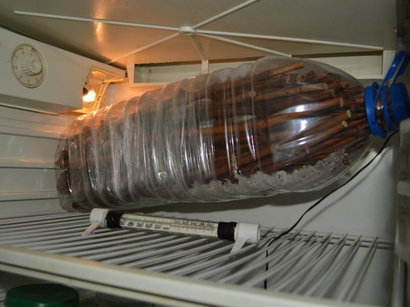 Виноград: заготовка и хранение черенков в холодильнике дома