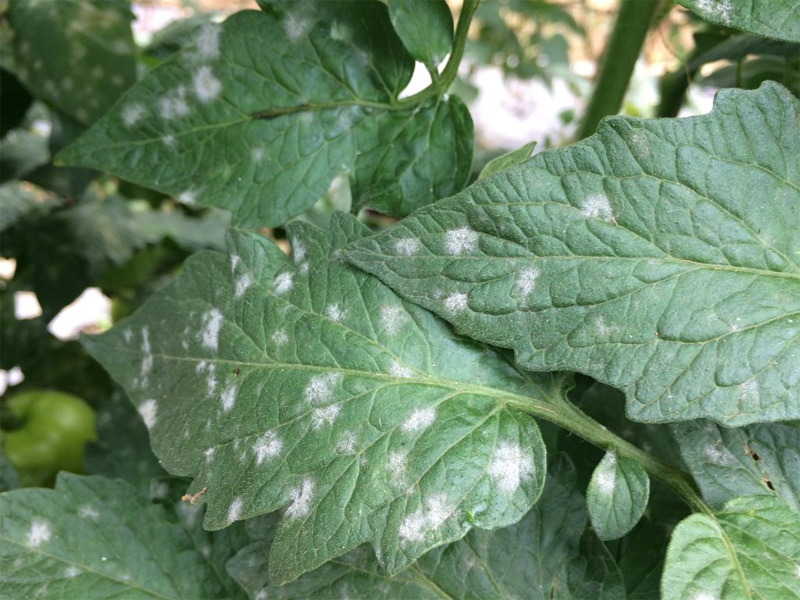 Почему белеют листья у помидор и возможные причины проблемы