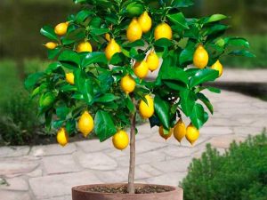 Комнатный лимон выращивание