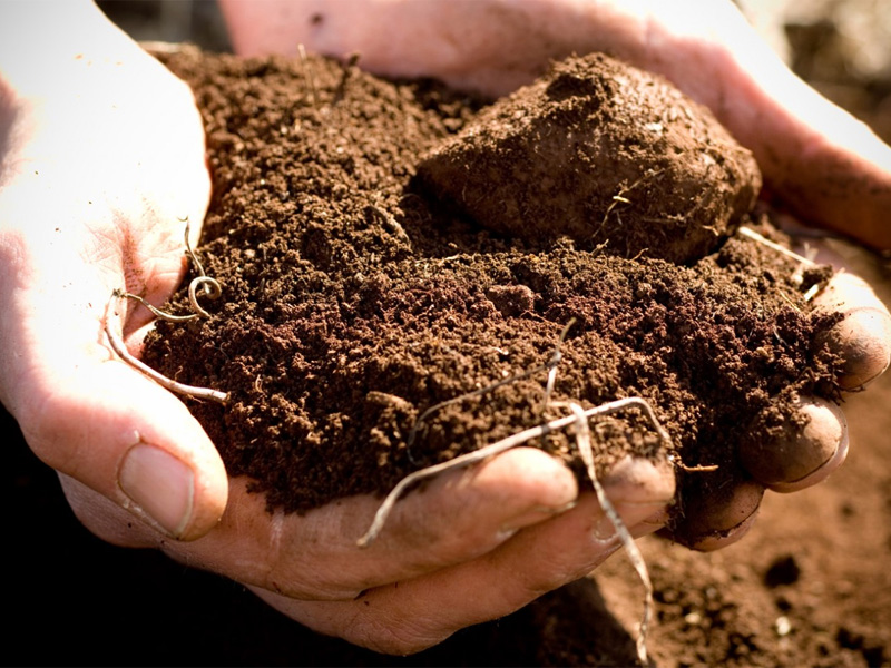 Mарганцовка как удобрение и для обработки почвы