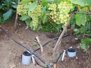 поливать виноград
