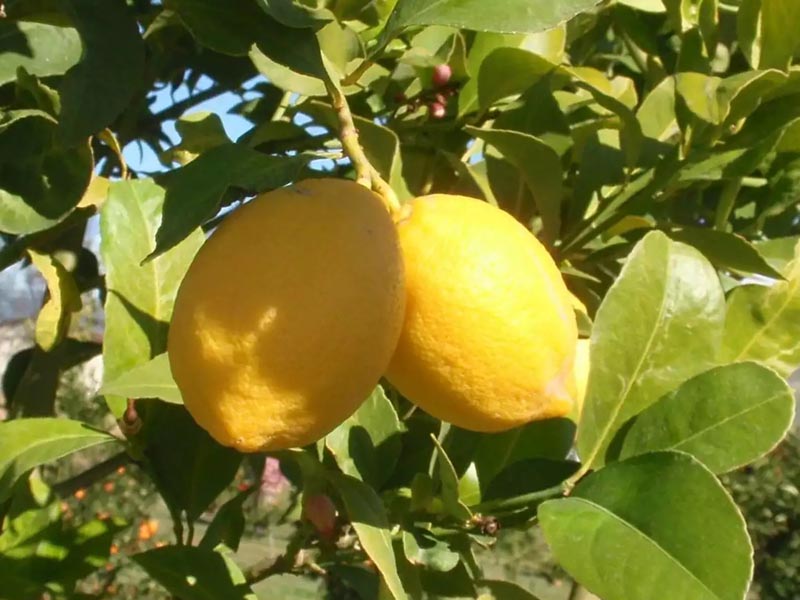 Новогрузинский лимон
