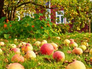 Осенняя обрезка яблонь для начинающих