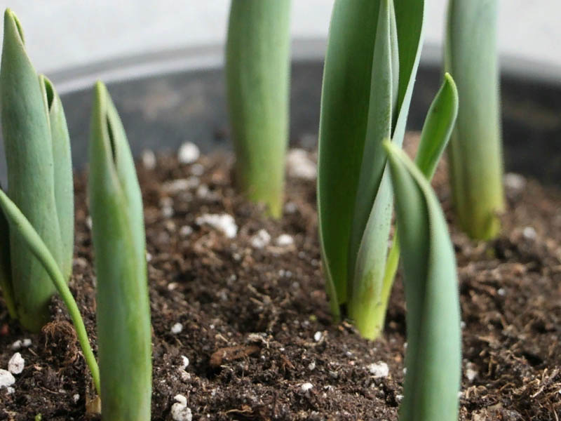 Особенности выращивания тюльпанов