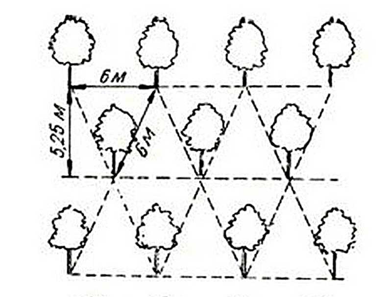 Схема посадки плодовых деревьев