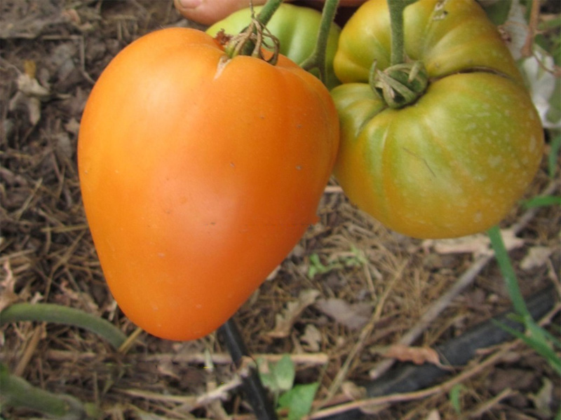 Сорт томата Медовый спас и созревание плодов