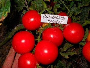 Сибирская тройка