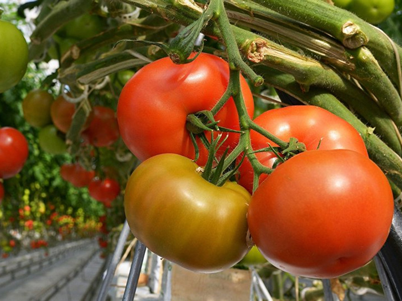 Удобрение «Растворин»: способы применения для подкормки овощей