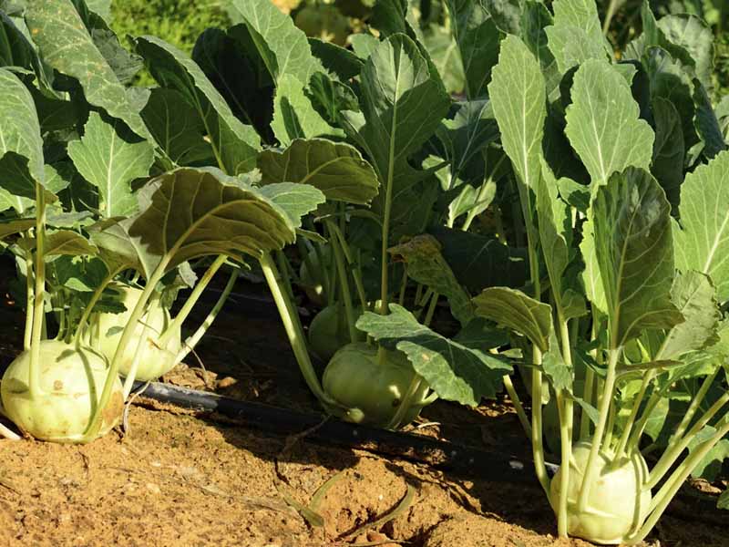 Выращивание капусты: особенности