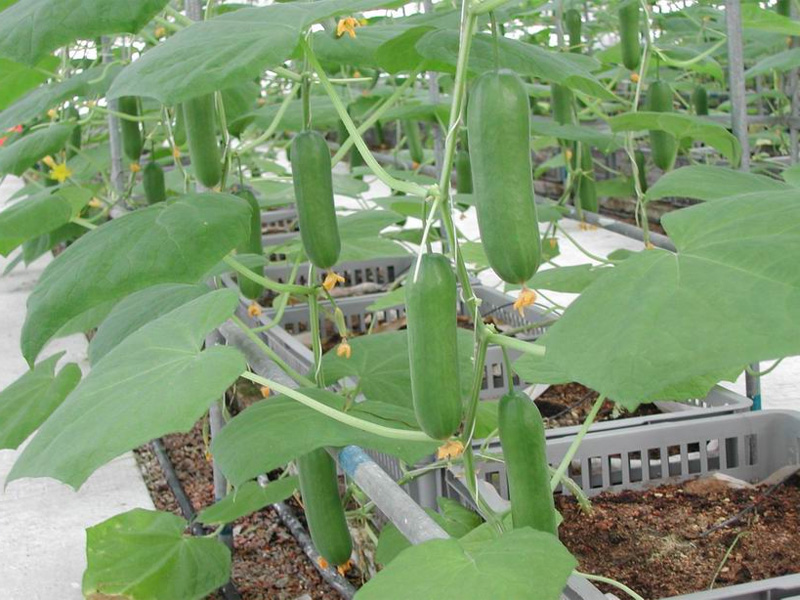 Формирование кустов огурцов в тепличных условиях и уход за овощем