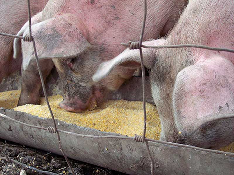 Как кормить свиней отрубями