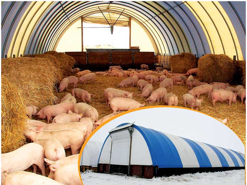 Канадская технология выращивания свиней
